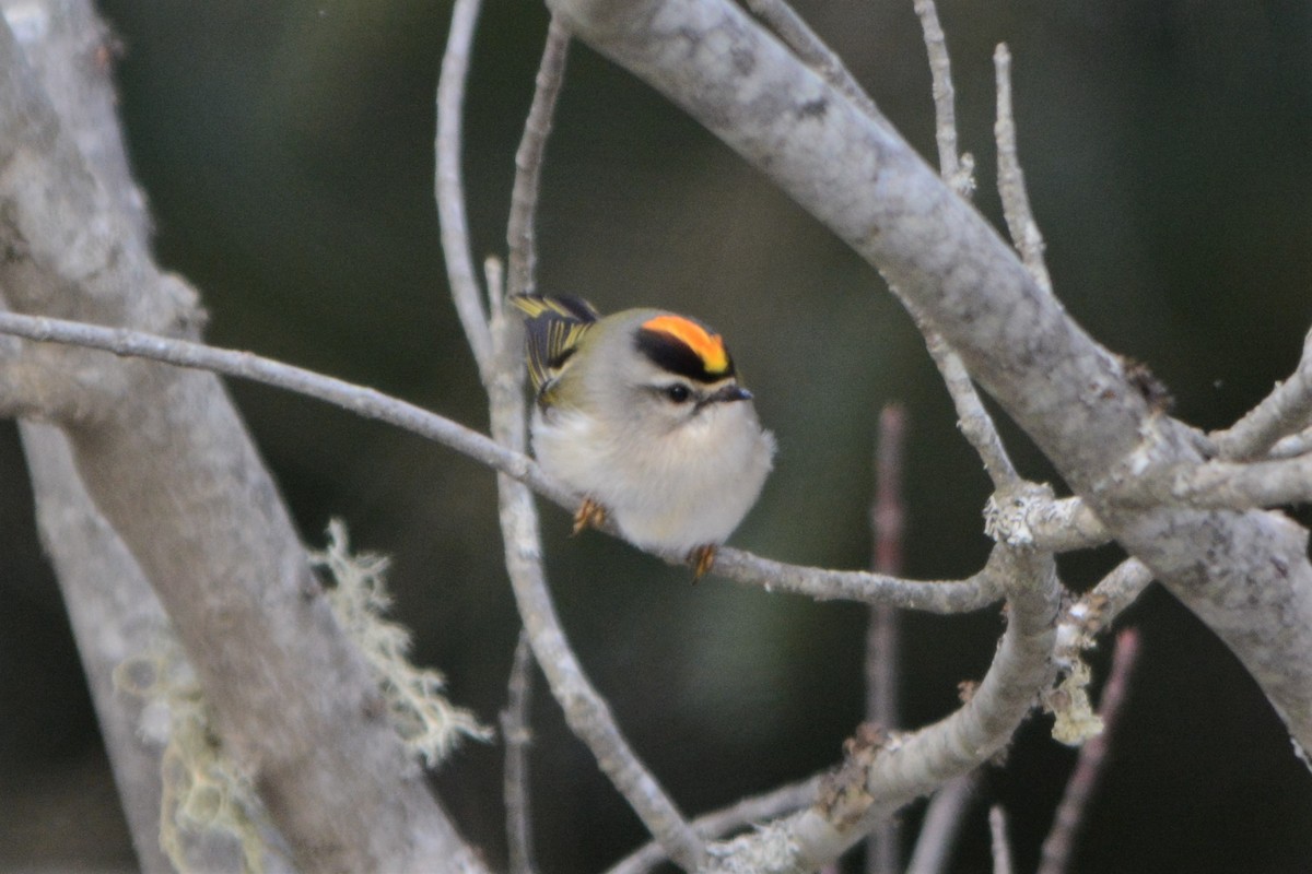 Golden-crowned Kinglet - ML82106921