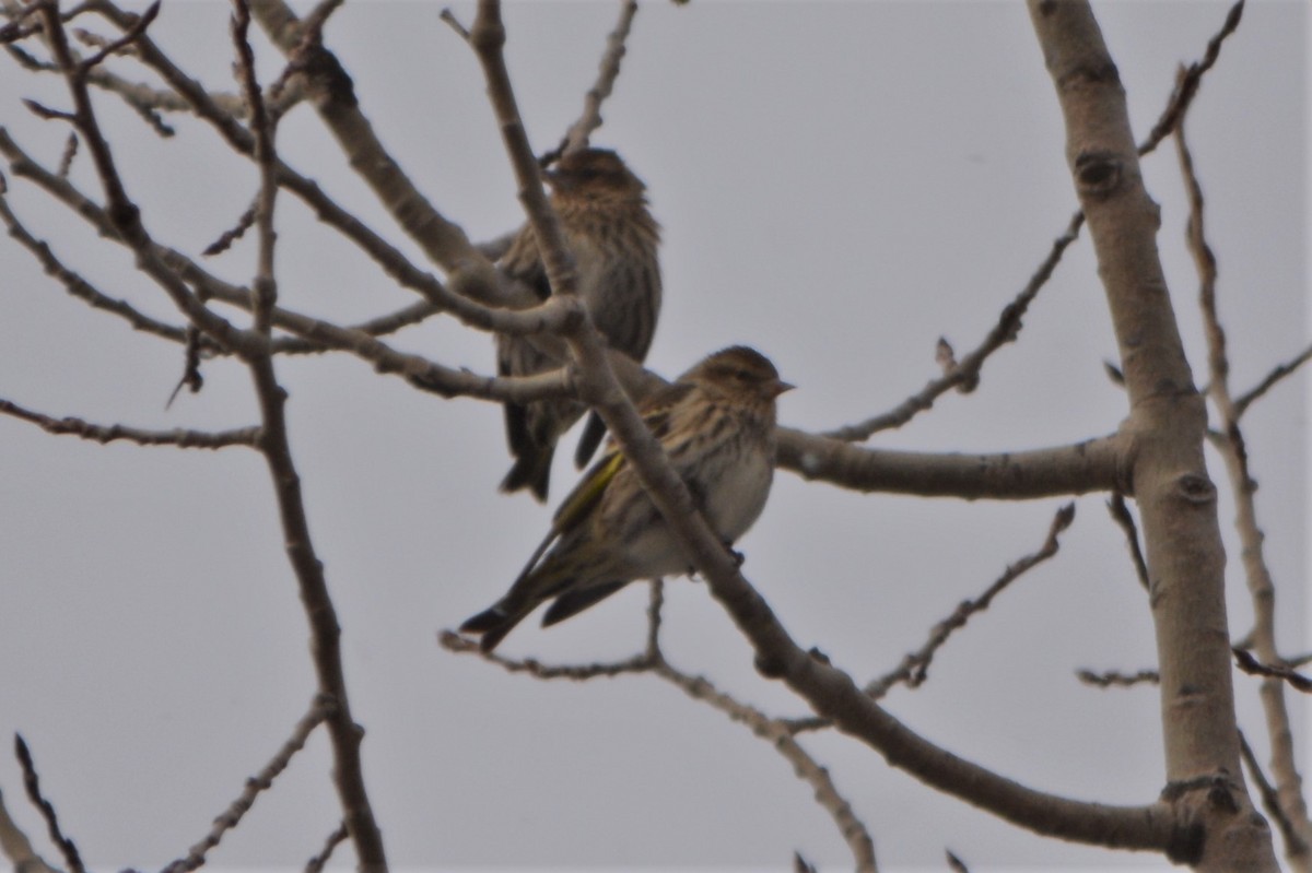 Pine Siskin - ML82107121