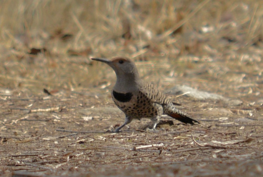 Northern Flicker - ML82107431