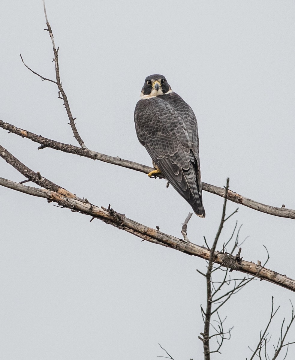 Peregrine Falcon - ML82108181