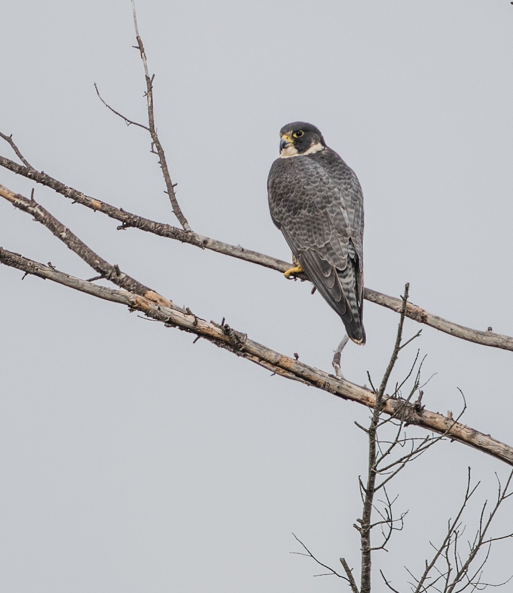 Peregrine Falcon - ML82108191