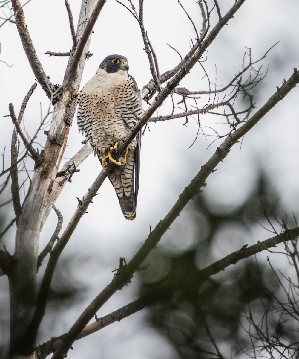 Peregrine Falcon - ML82108201