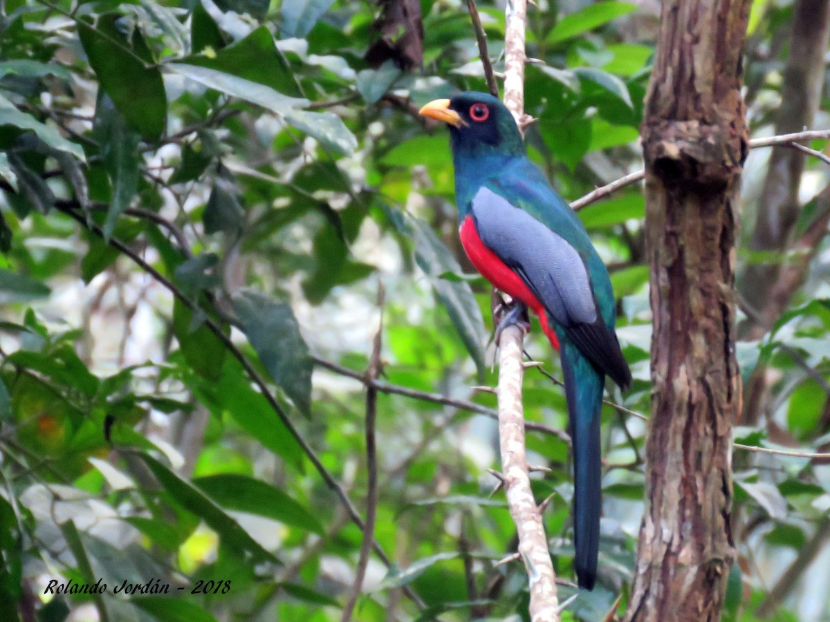 Black-tailed Trogon - Rolando Jordan