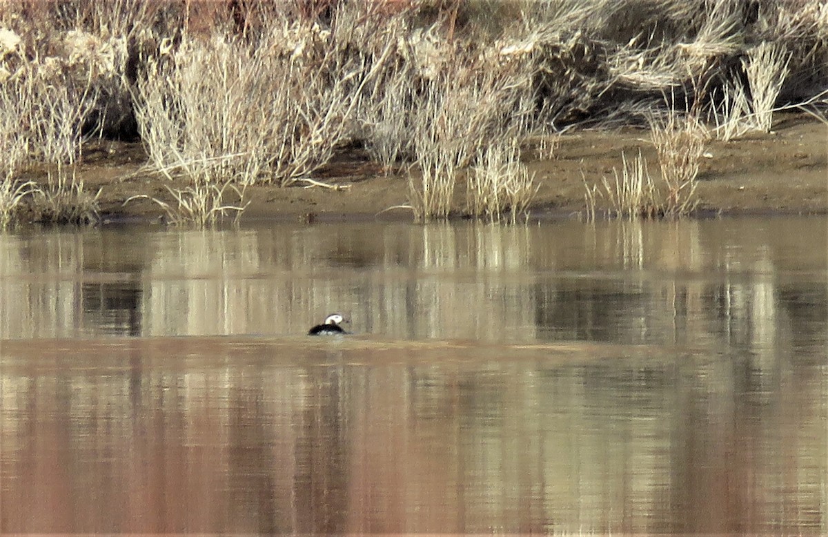 Long-tailed Duck - Robin Wolcott