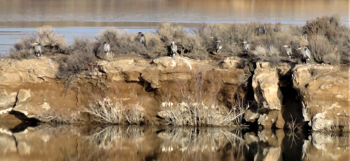 Great Blue Heron - ML82110251