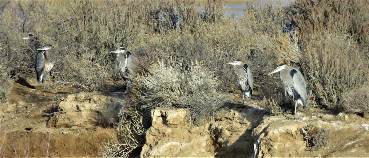 Great Blue Heron - ML82110781