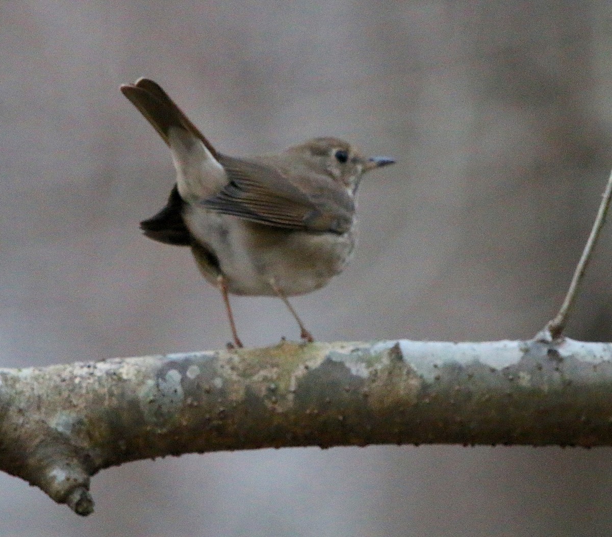 Hermit Thrush - ML82111061