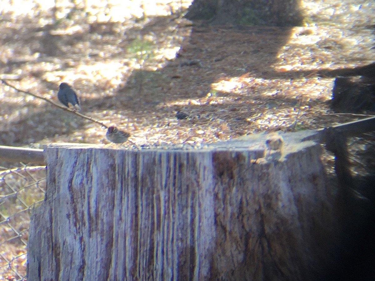 Dark-eyed Junco - ML82111481