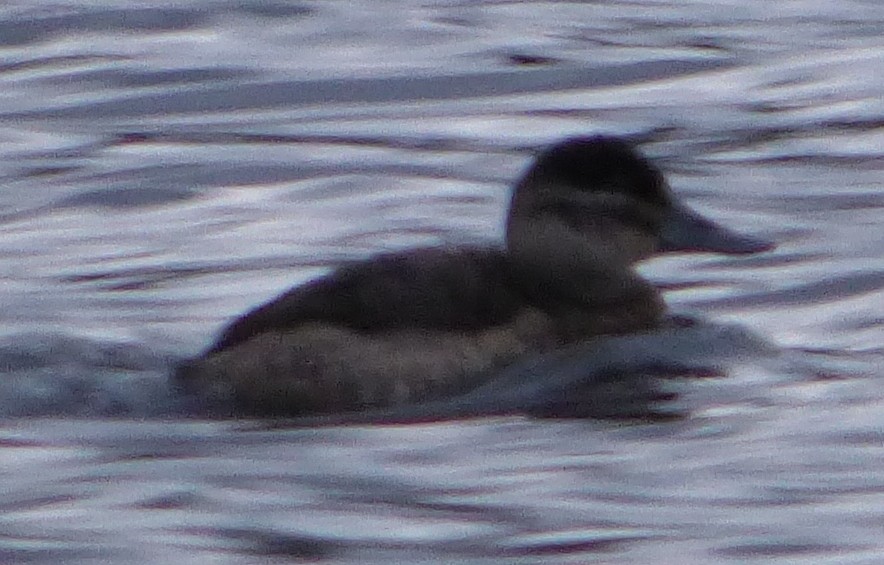 Ruddy Duck - Connor Goff