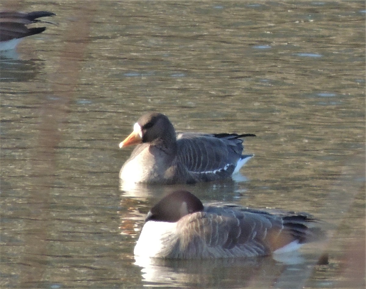 Greater White-fronted Goose - Joe Girgente