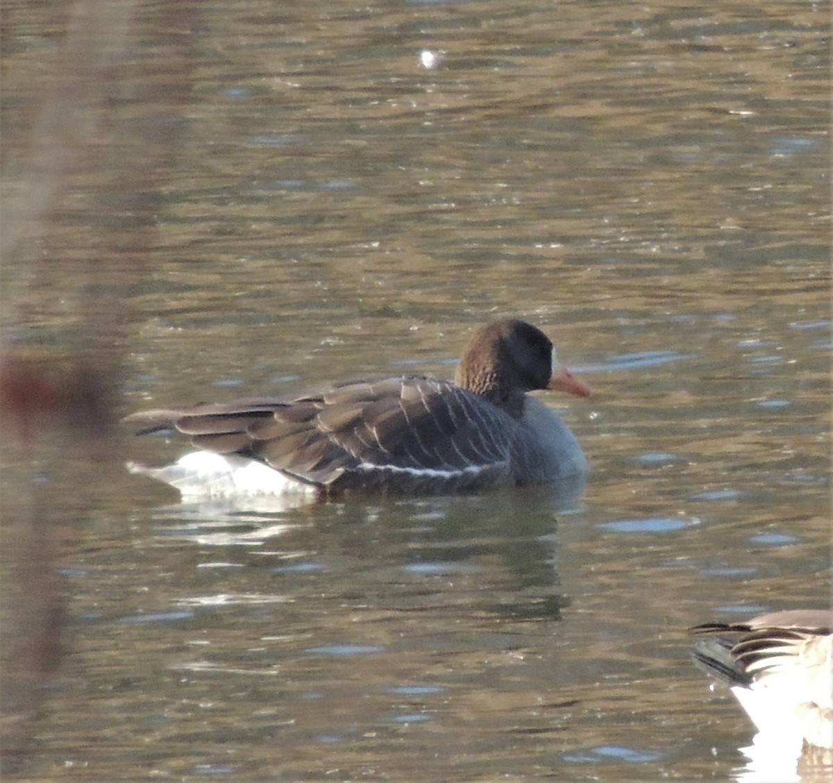 Greater White-fronted Goose - ML82114781