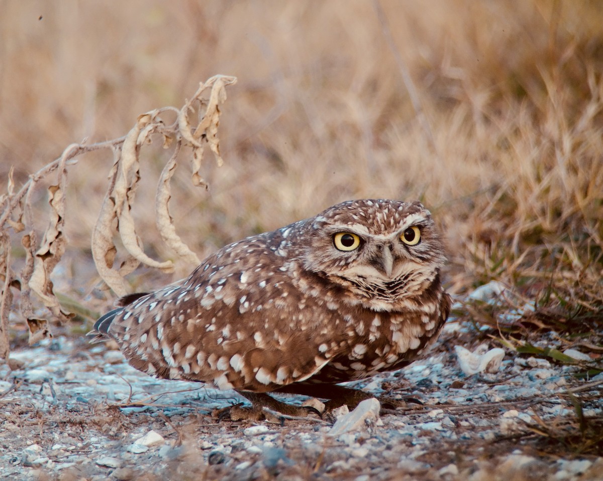 Burrowing Owl - ML82114971