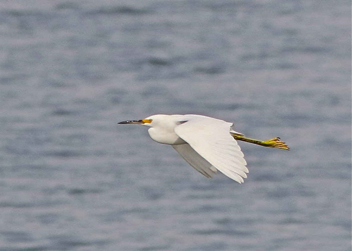 Snowy Egret - ML82115001