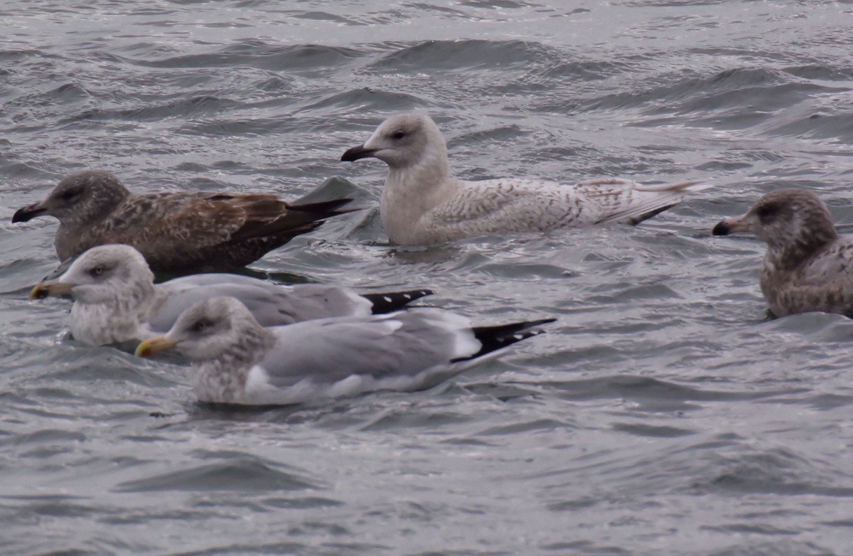 Iceland Gull - Christopher Unsworth