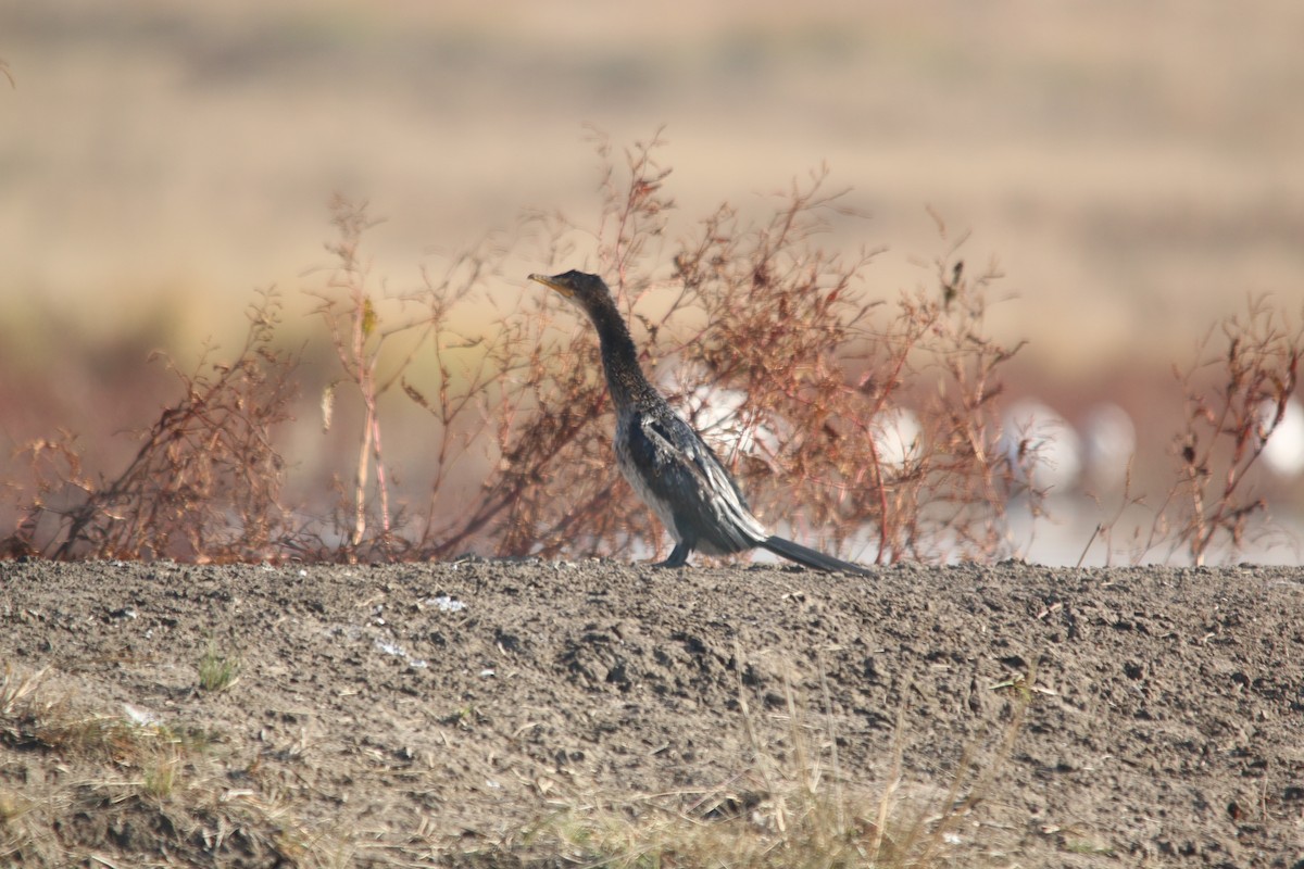 Long-tailed Cormorant - ML82116631