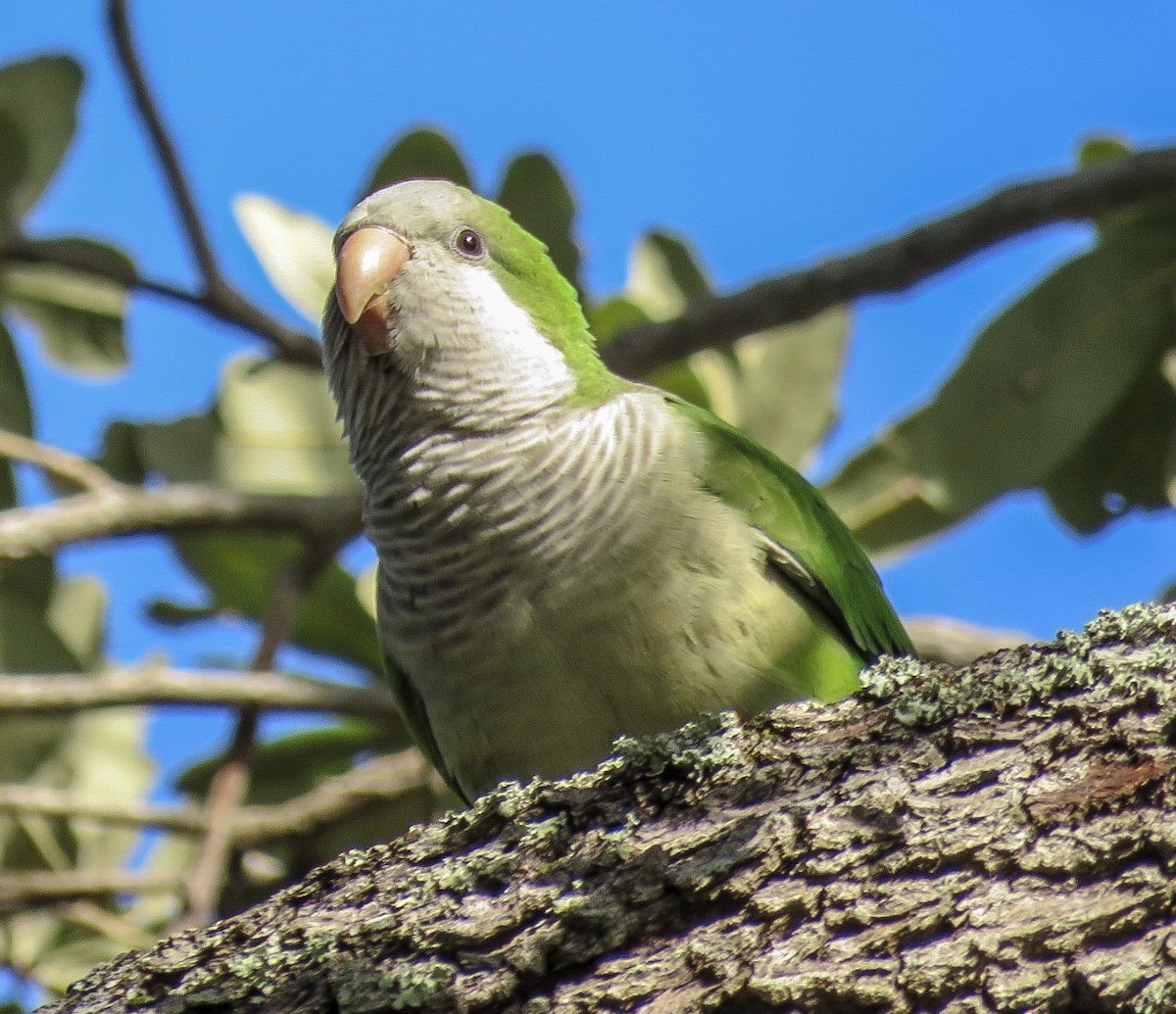 Monk Parakeet - ML82119661