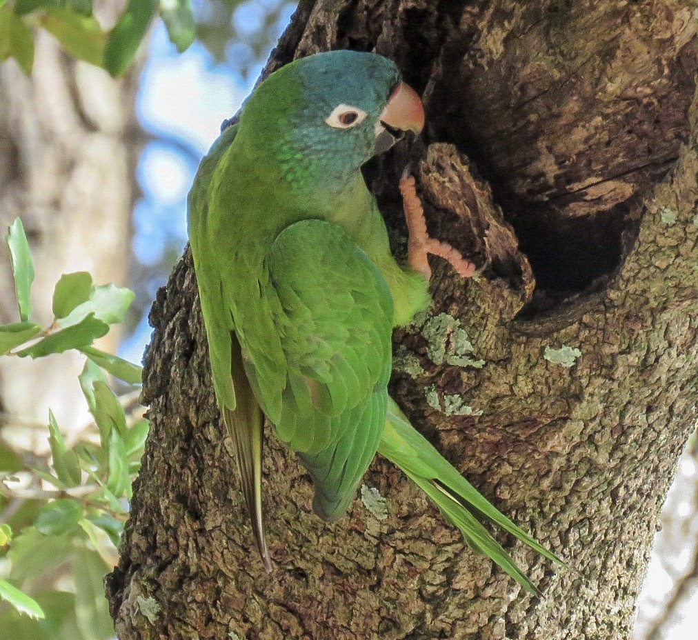 Blue-crowned Parakeet - ML82119731