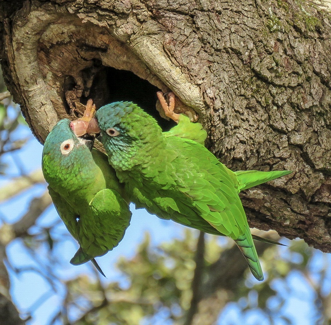 Blue-crowned Parakeet - ML82119771