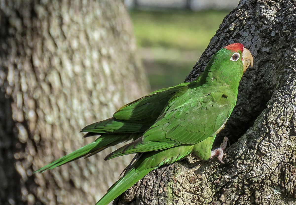 Mitred Parakeet - ML82119851