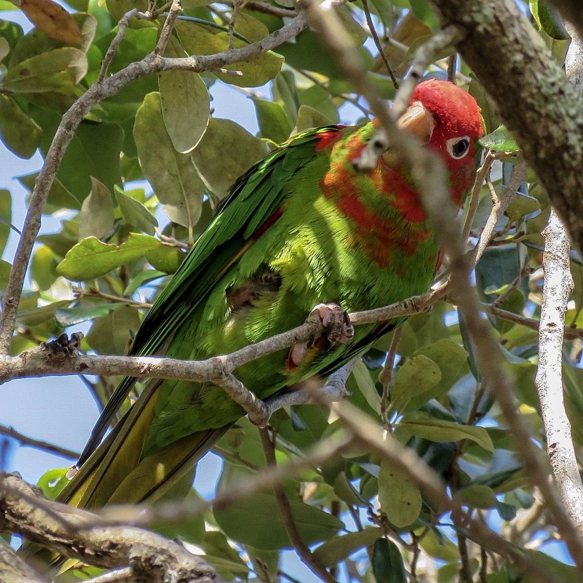 Red-masked Parakeet - Sam Krah