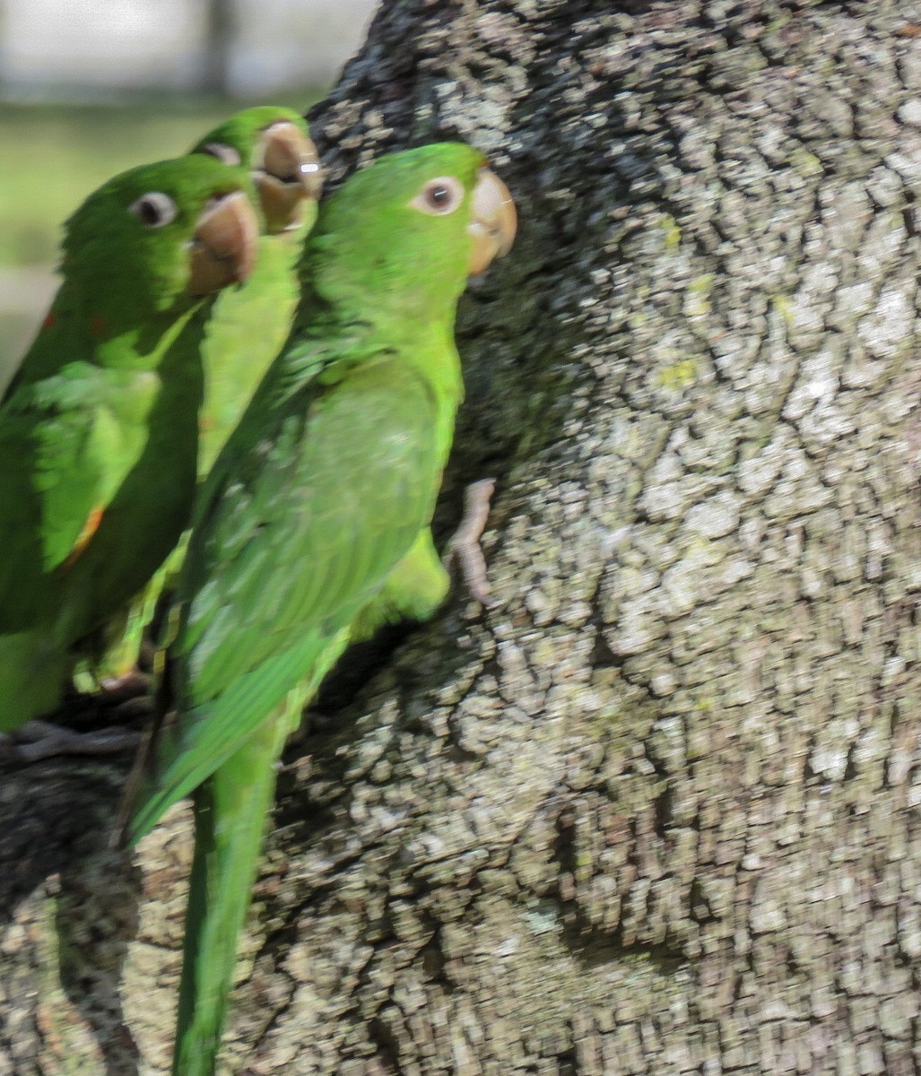 White-eyed Parakeet - ML82119971