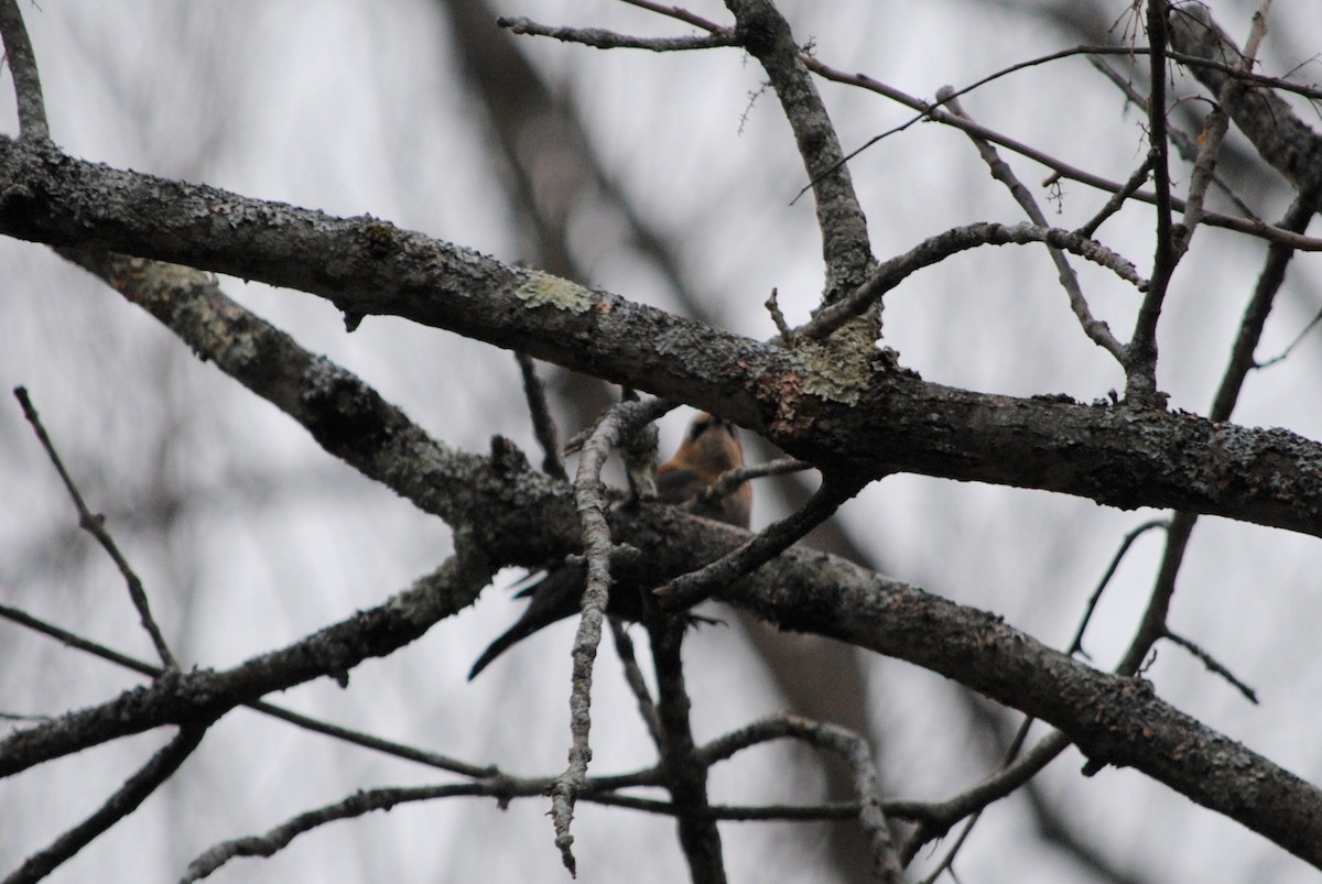 Rusty Blackbird - ML82120391