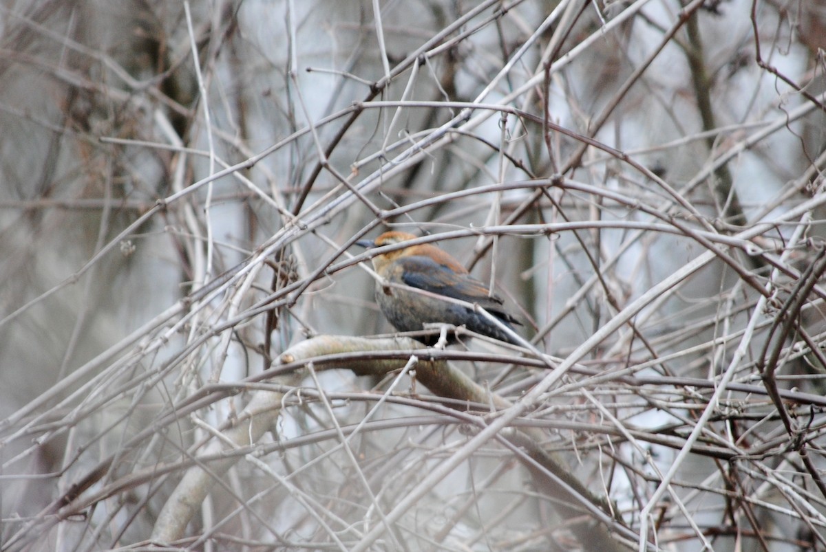 Rusty Blackbird - ML82120411