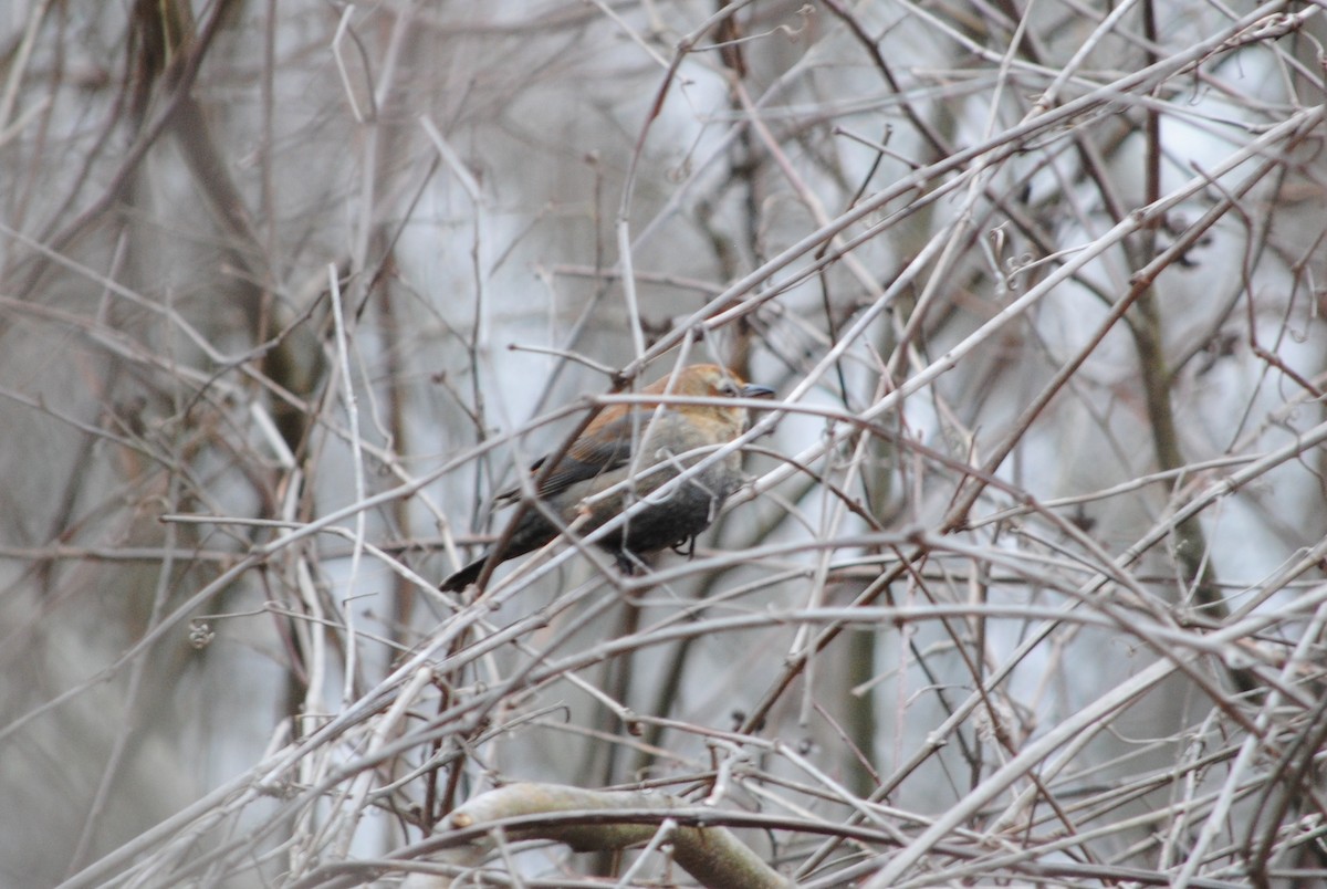 Rusty Blackbird - ML82120421