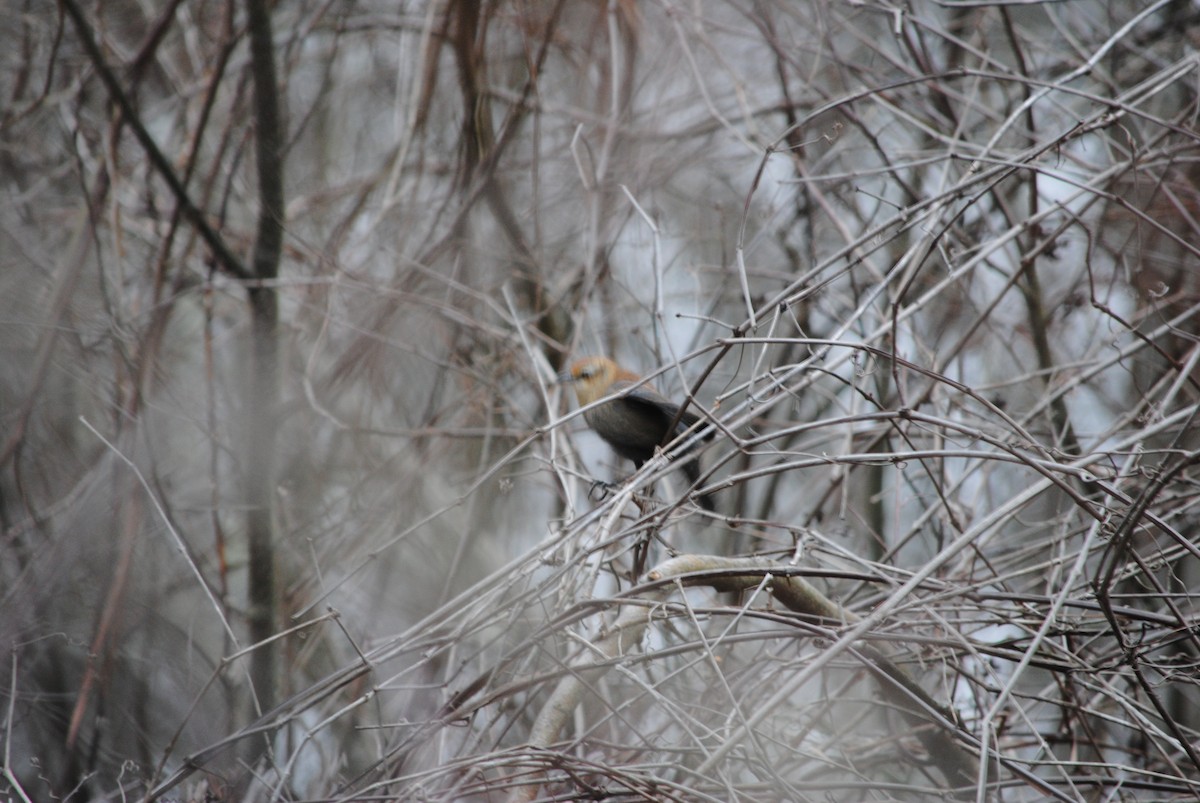 Rusty Blackbird - ML82120461