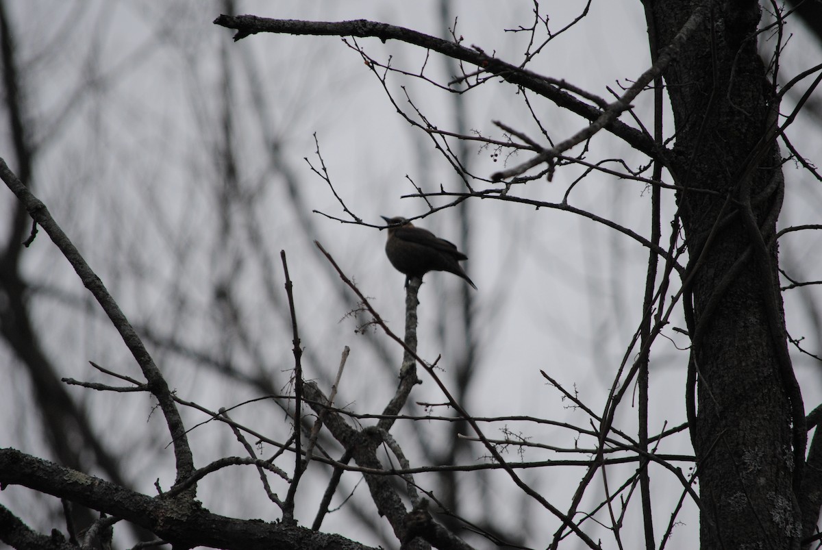 Rusty Blackbird - Annette Pasek