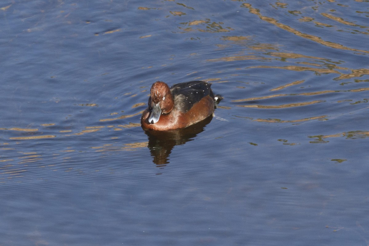 Ferruginous Duck - ML82122541