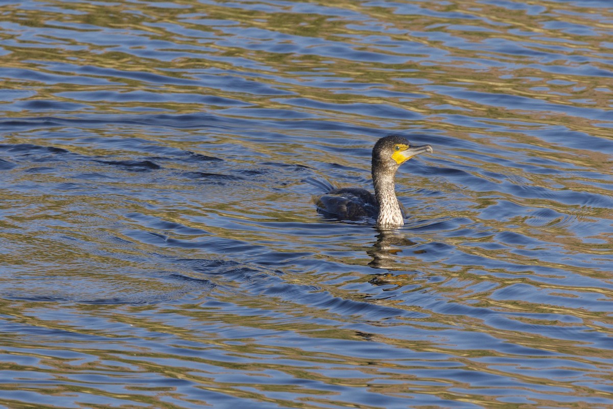 Great Cormorant - Kaushal Patel