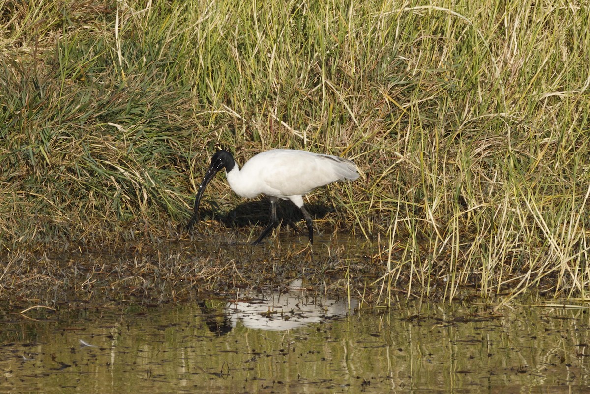 Black-headed Ibis - ML82122801