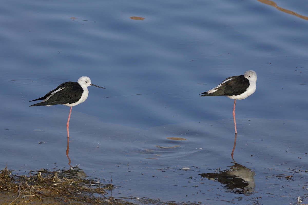 Black-winged Stilt - ML82122951