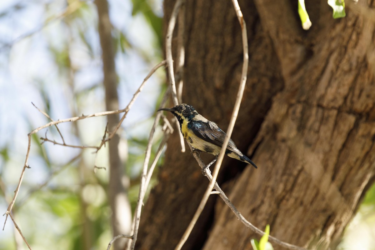 Purple Sunbird - Kaushal Patel