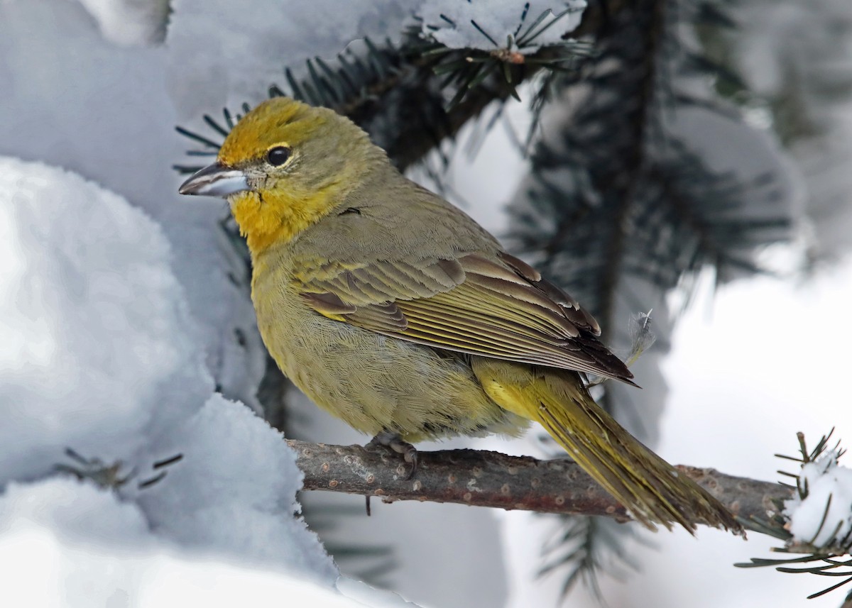 Hepatic Tanager - ML82123041