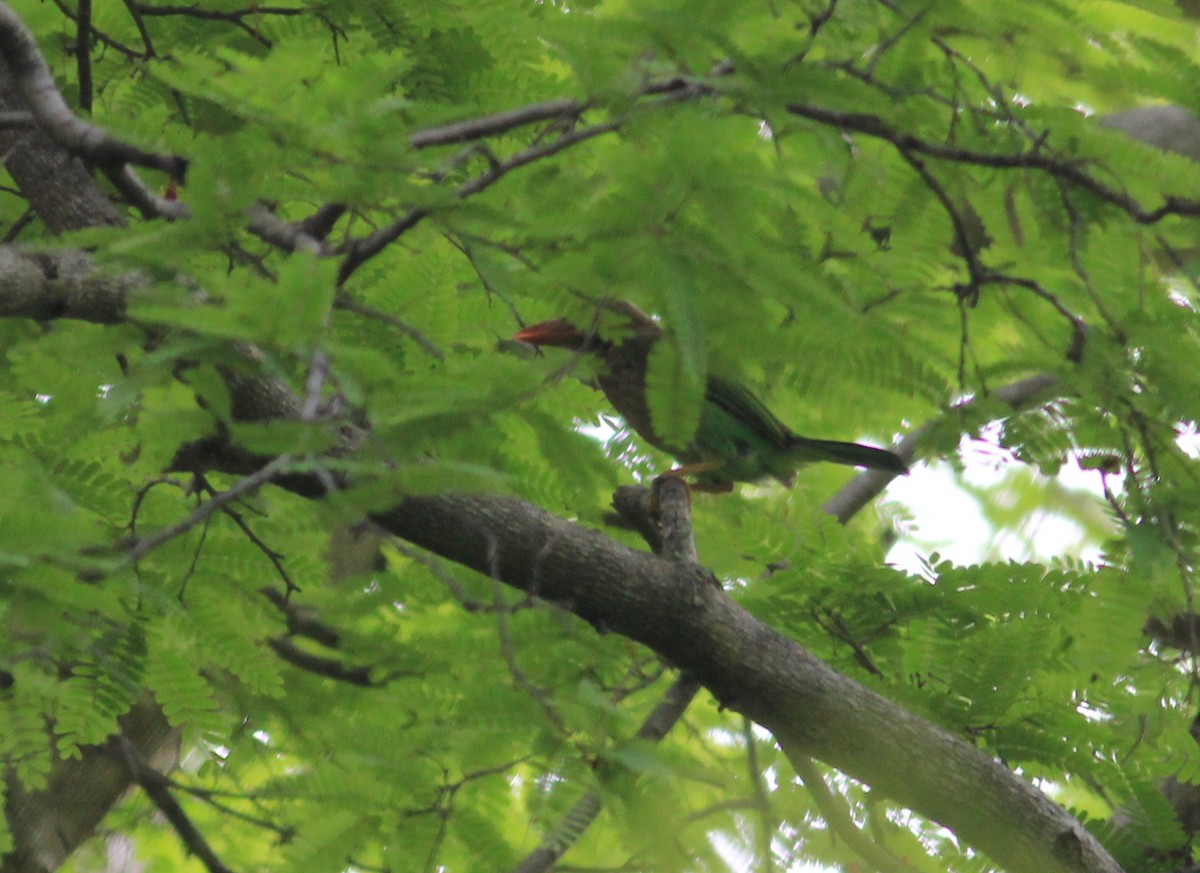 Brown-headed Barbet - ML82125061