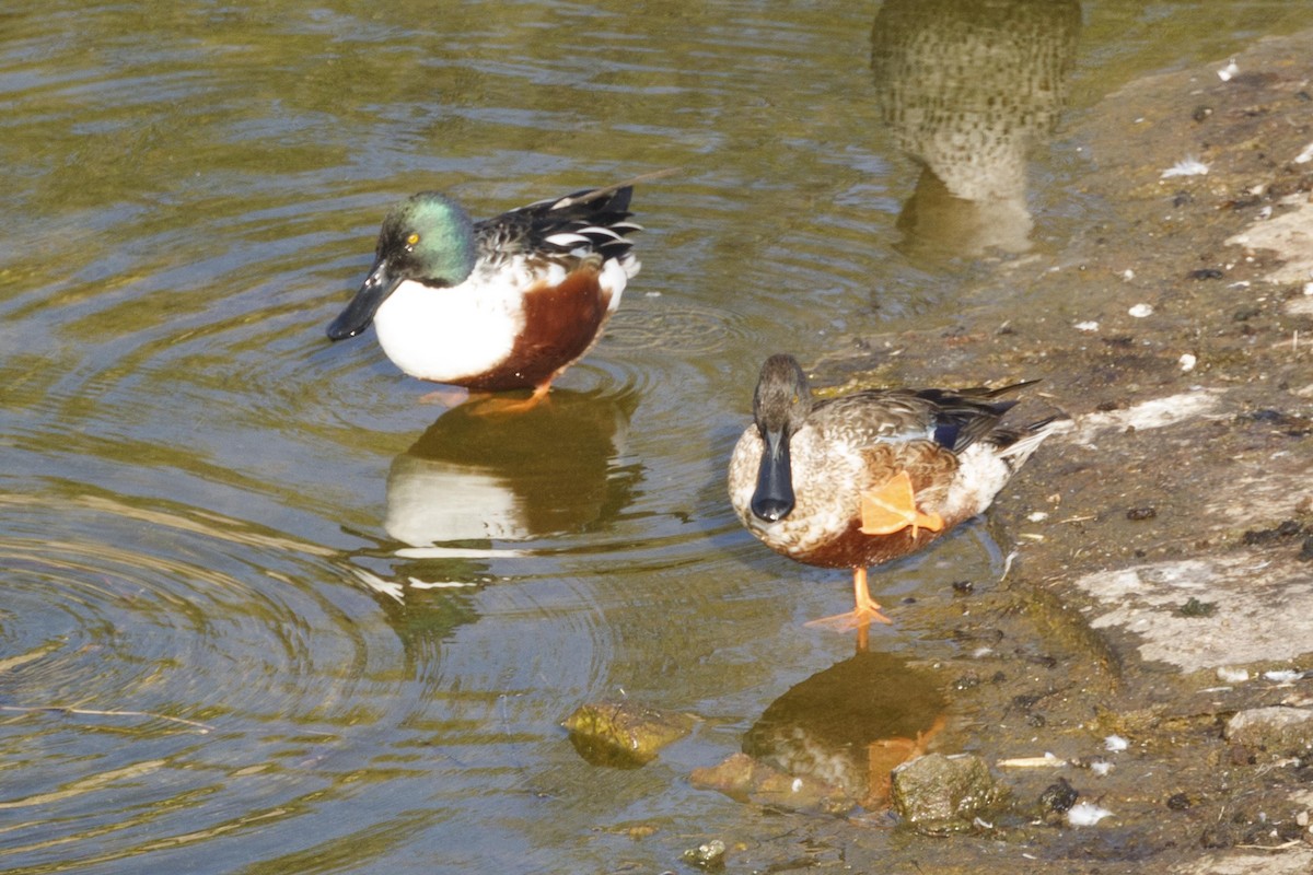 Northern Shoveler - ML82125951