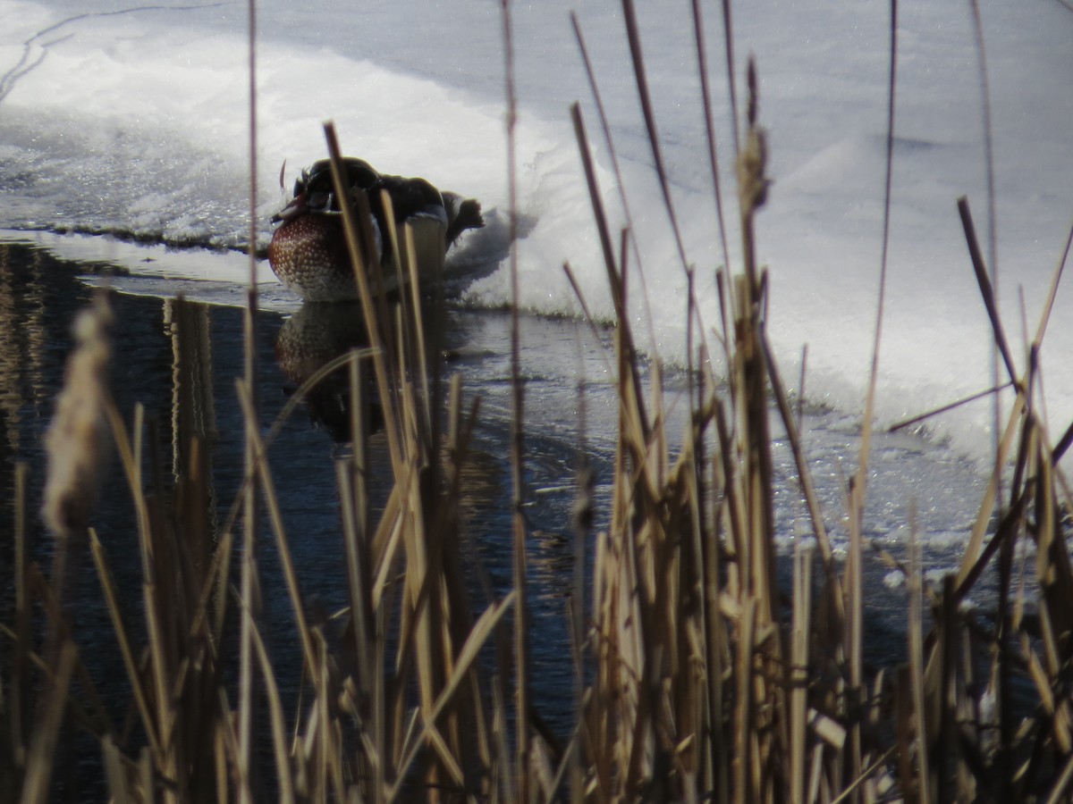 Wood Duck - ML82128241