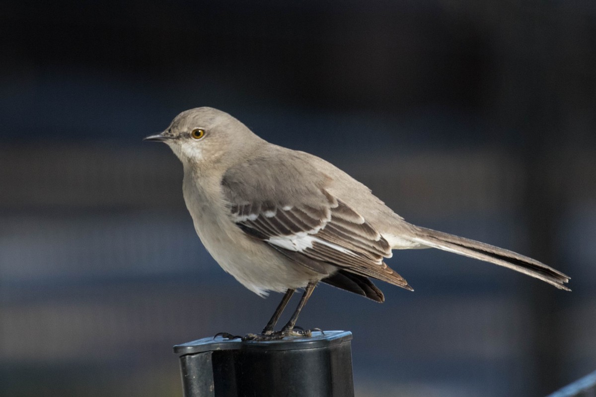 Northern Mockingbird - ML82133371