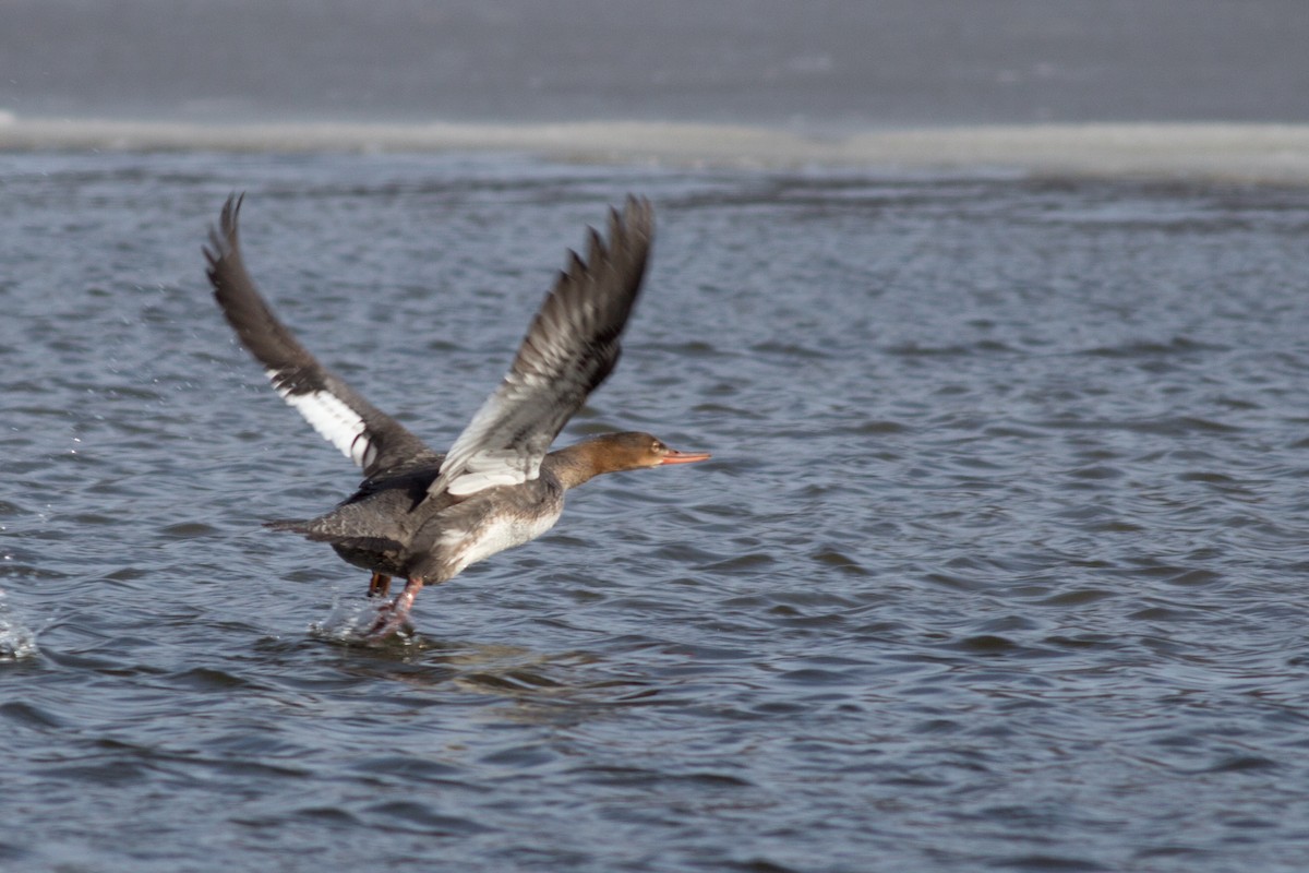 Red-breasted Merganser - Tom Auer
