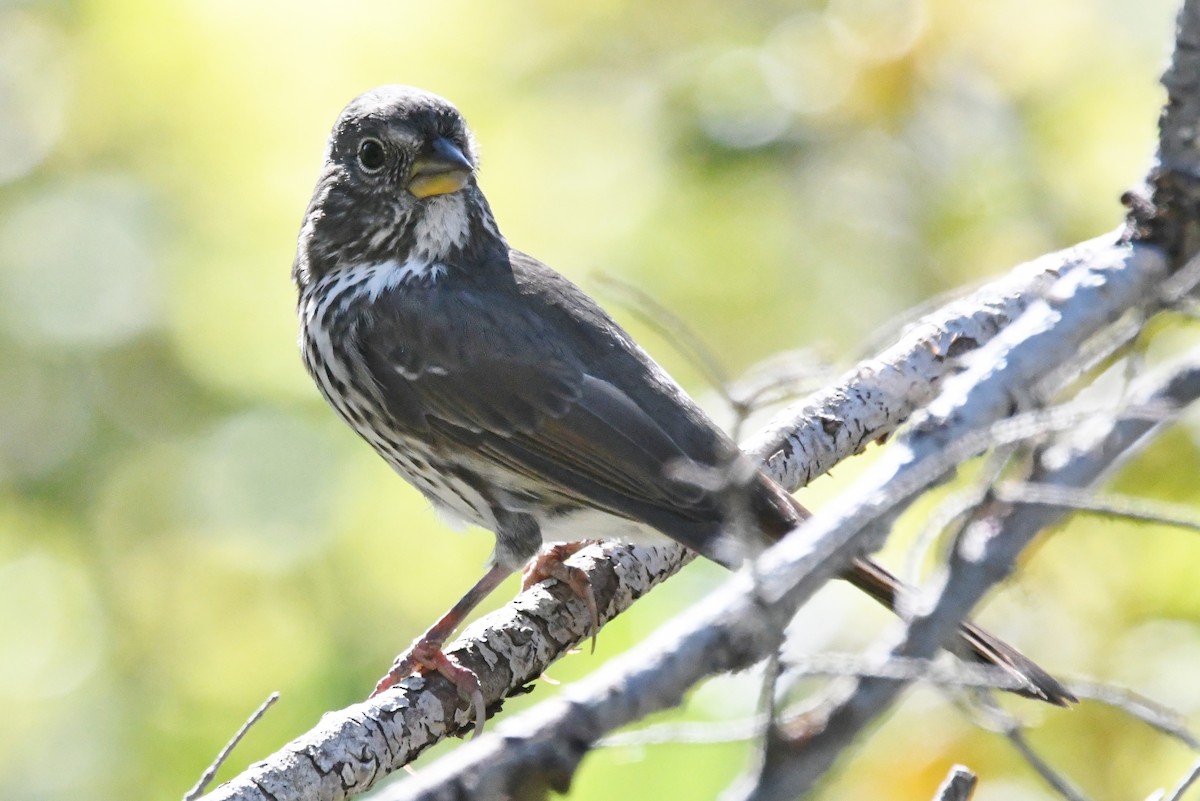 Fox Sparrow (Thick-billed) - ML82134231