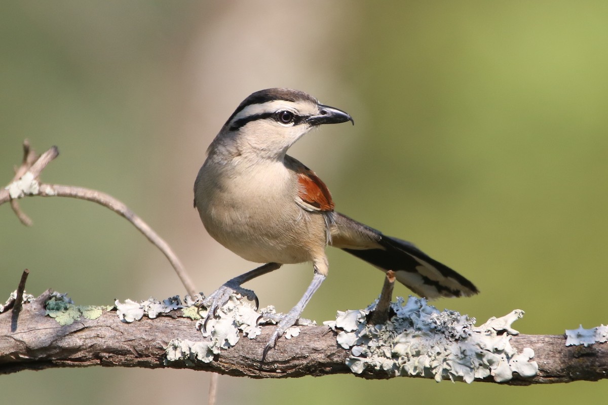 Brown-crowned Tchagra - ML82134421