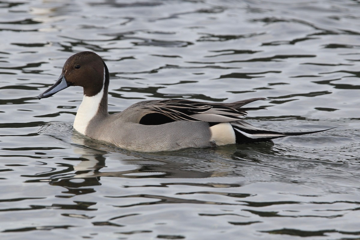 Northern Pintail - ML82136171