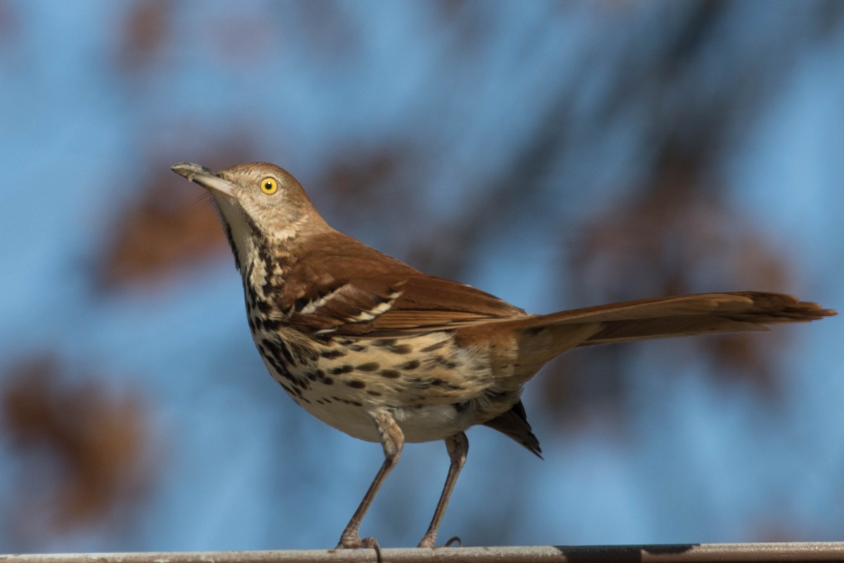 Brown Thrasher - ML82136221