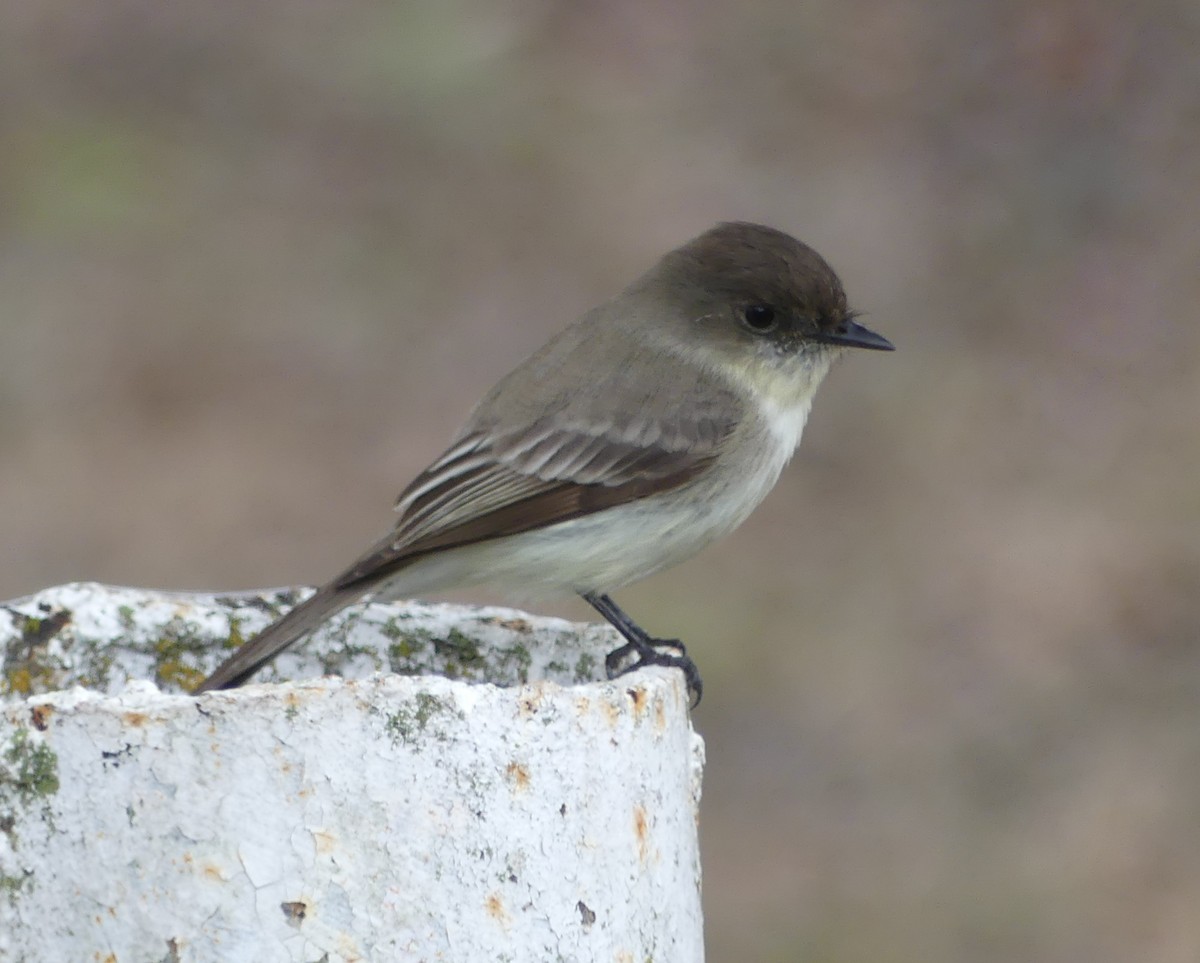 Eastern Phoebe - ML82138621