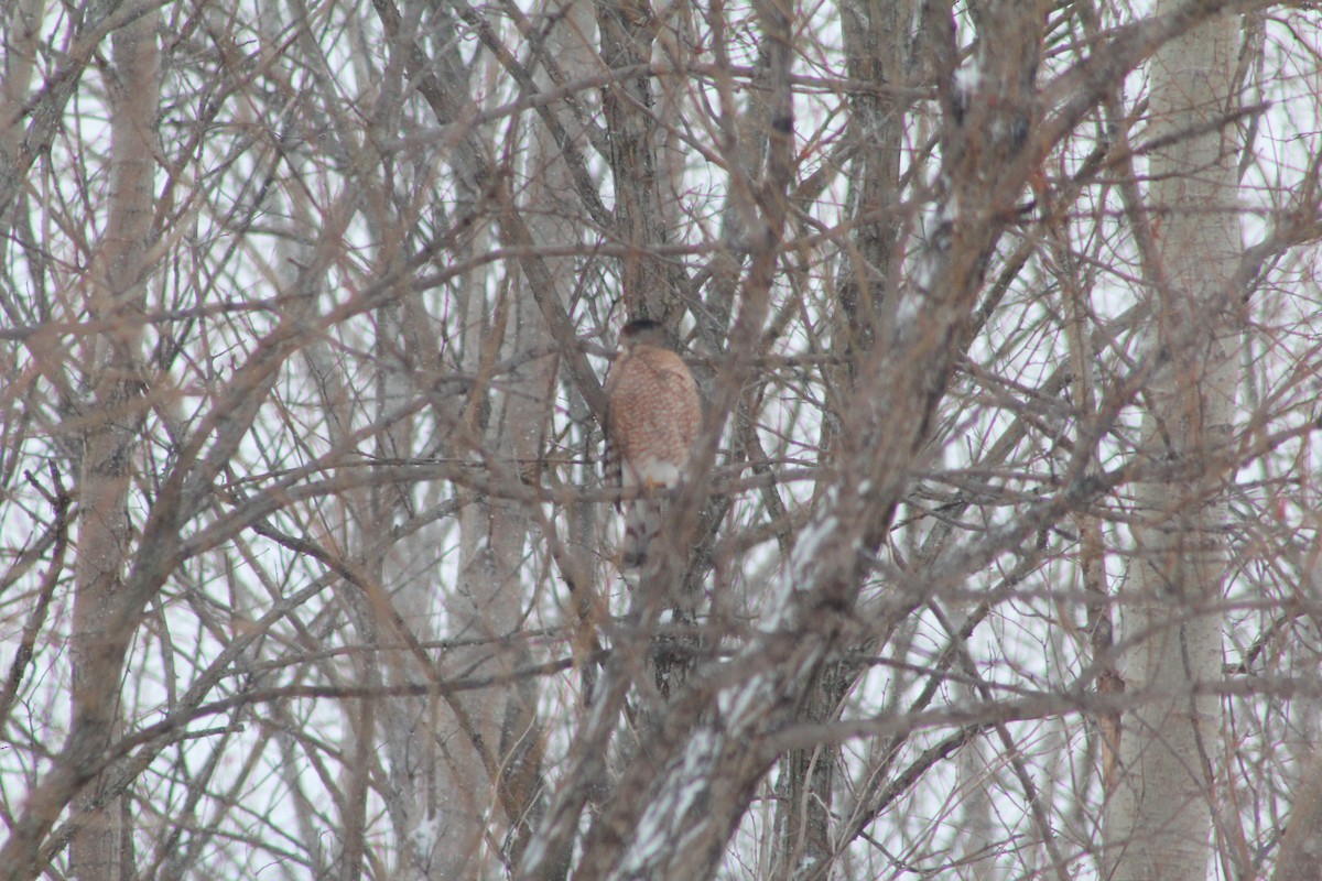 Cooper's Hawk - ML82138681