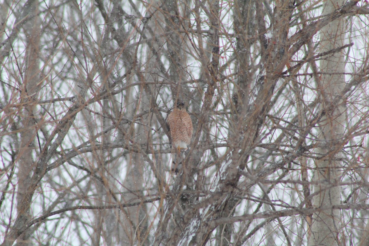 Cooper's Hawk - ML82138751