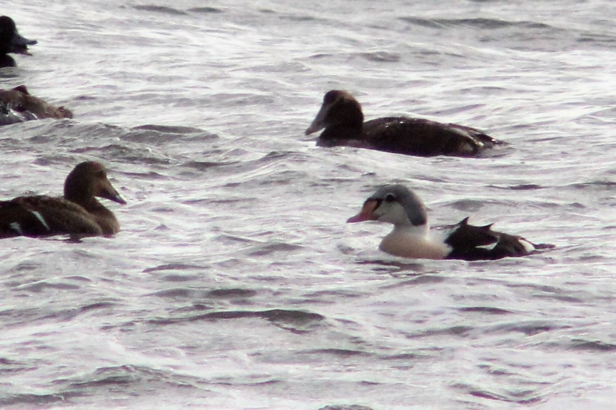 King Eider - ML82139911