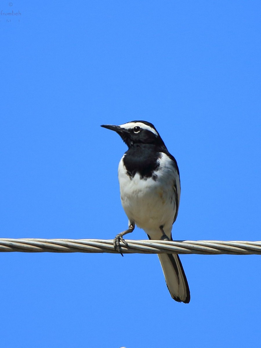 White-browed Wagtail - ML82141431
